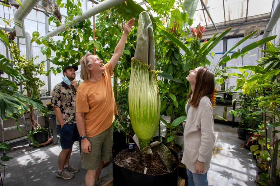 Lars Rosengreen and the corpse flower